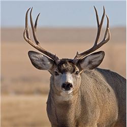 Five Day Muzzleloader Mule Deer Hunt for One