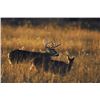 Image 1 : Five Day Trophy Whitetail Deer Hunt for One