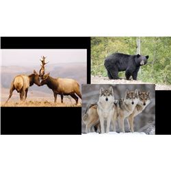 Nine Day Hunt for Rut Elk, Black Bear, and Wolf or One