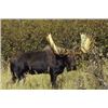 Image 1 : Twelve Day Yukon/Alaskan Moose Hunt for One