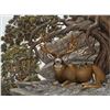 Image 1 : 30" x 40" framed wildlife print