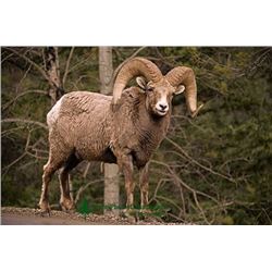 Eighteen (18) day Rocky Mountain Big Horn Sheep Hunt for One