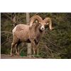 Image 1 : Eighteen (18) day Rocky Mountain Big Horn Sheep Hunt for One