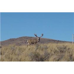 Five Day Archery Elk Hunt for One, Can Upgrade to Muzzleloader