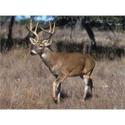 Five Day Hunt for a Whitetail Buck for One