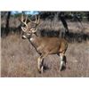 Image 1 : Five Day Hunt for a Whitetail Buck for One