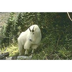 Ten Day Mountain Goat Hunt for One