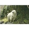 Image 1 : Ten Day Mountain Goat Hunt for One
