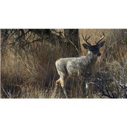 Five Day Coues Deer Hunt for One