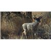 Image 1 : Five Day Coues Deer Hunt for One