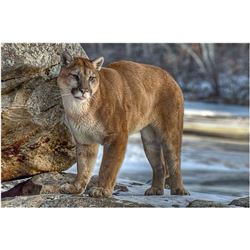 Seven Day Hunt for Mountain Lion/Wolf Combination for One