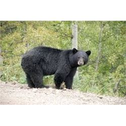 Four Day Black Bear Hunt for One