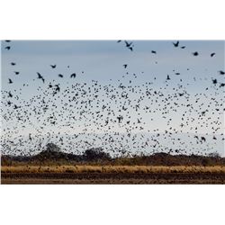 Four Day, Three Night Dove Hunt for Three