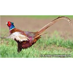 One Day Traditional Walk-Up Pheasant Hunt for Four Hunters