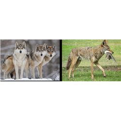 Six Day Wolf and Coyote Hunt