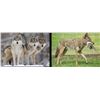 Image 1 : Six Day Wolf and Coyote Hunt