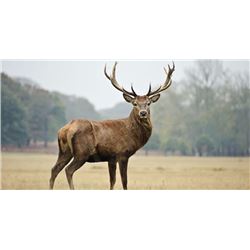 Five Day Hunt for a Free Range or Estate Red Stag (up to 229") One Hunter
