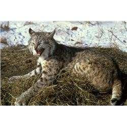 Three Day Bobcat Hunt for One