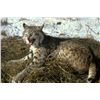 Image 1 : Three Day Bobcat Hunt for One