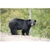 Image 1 : Seven Day Black Bear Hunt for One