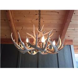 White Tail Antler Chandelier
