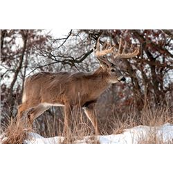 Two Day Whitetail Buck Hunt for One Hunter up to 170 inch; ($75 per inch over 170”)