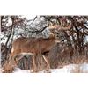 Image 1 : Two Day Whitetail Buck Hunt for One Hunter up to 170 inch; ($75 per inch over 170”)
