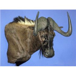 2 Hunters, 8 Days Southern Africa Safari with Southern Cross Safaris