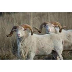 1 Hunter, 3 Day Texas Dall Sheep Hunt