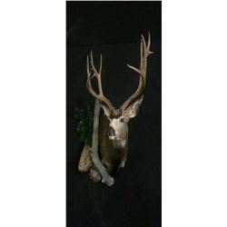 1 Shoulder Mount up to Deer Size with Precision Wildlife Artistry