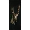 Image 1 : 1 Shoulder Mount up to Deer Size with Precision Wildlife Artistry