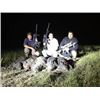 Image 1 : Night Vision Texas Hog Hunt for 4 hunt- ers with Warhawgs