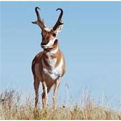 Utah State Conservation Tag #189, Pronghorn Antelope, Pine Valley Unit