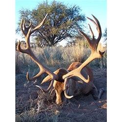 2 Hunters, 4 Day 5 Night Argentina Red Stag Hunt and Dorset Sheep hunt with El Pampa Hunting