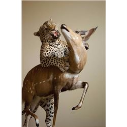 1 Shoulder Mount up to Deer Size with Dave Butts Taxidermy