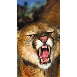 Utah State Conservation Tag #309 Cougar, Central Mountain Manti Unit Limited Entry/Split