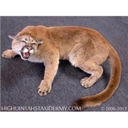 1 Full Mount Mountain Lion, High Uintah Taxidermy