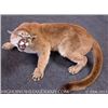 Image 1 : 1 Full Mount Mountain Lion, High Uintah Taxidermy
