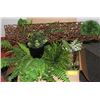 Image 1 : BOX OF SHOWHOME ARTIFICIAL PLANTS AND MORE!