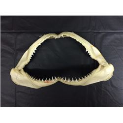 JAW OF SHARK