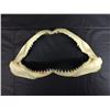 Image 1 : JAW OF SHARK