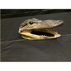TAXIDERMY ALLIGATOR HEAD