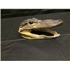 Image 1 : TAXIDERMY ALLIGATOR HEAD