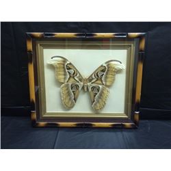 FRAMED COBRA MOTH BUTTERFLY