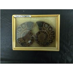 MADAGASCAR AMMOLITE FOSSIL