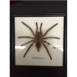 TARANTULA SPIDER IN SHADOW BOX