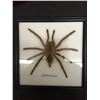 Image 1 : TARANTULA SPIDER IN SHADOW BOX