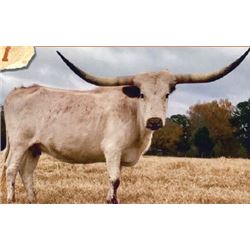 BL RED RIVER DOTTIE