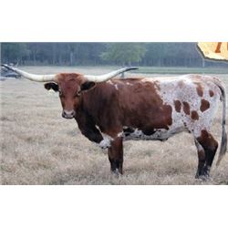 GATORS FRECKLES EOT 255