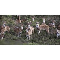 DONATION-GUIDED AXIS DEER HUNT
